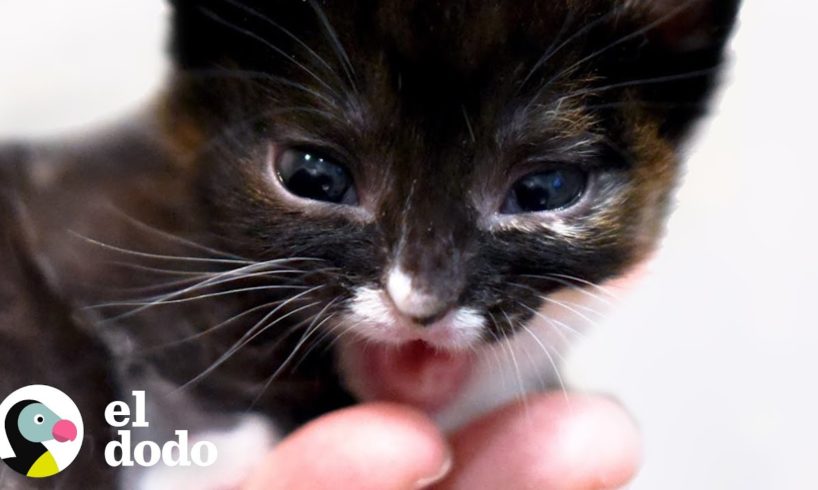 Esta gatita de paladar hendido es una pequeña heroína I El Dodo