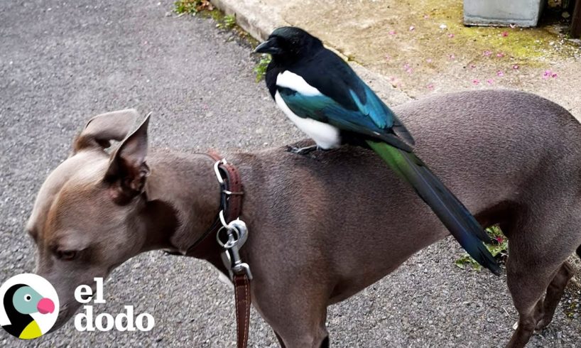 Esta urraca escogió a esta mujer como su mamá | El Dodo