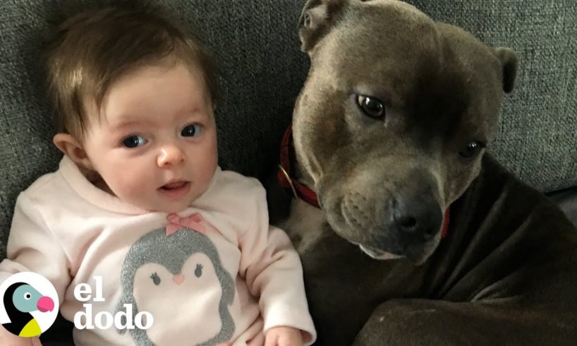 Este perrito es el mejor hermano mayor del mundo | El Dodo