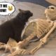 Funniest Pets of 2021 ? - Cutest Animals Ever | Fluff Planet