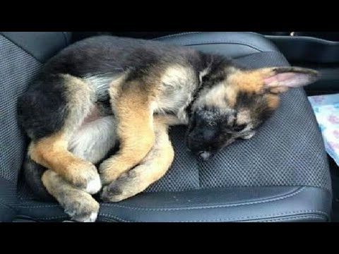 Funniest & Cutest German Shepherd Videos - Puppy Videos 2020