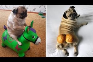 Funniest and Cutest Pug Dog Videos Compilation 2020 #1