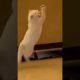 Funny & cute cat plays with the ball [Funny & cute animals] #shorts