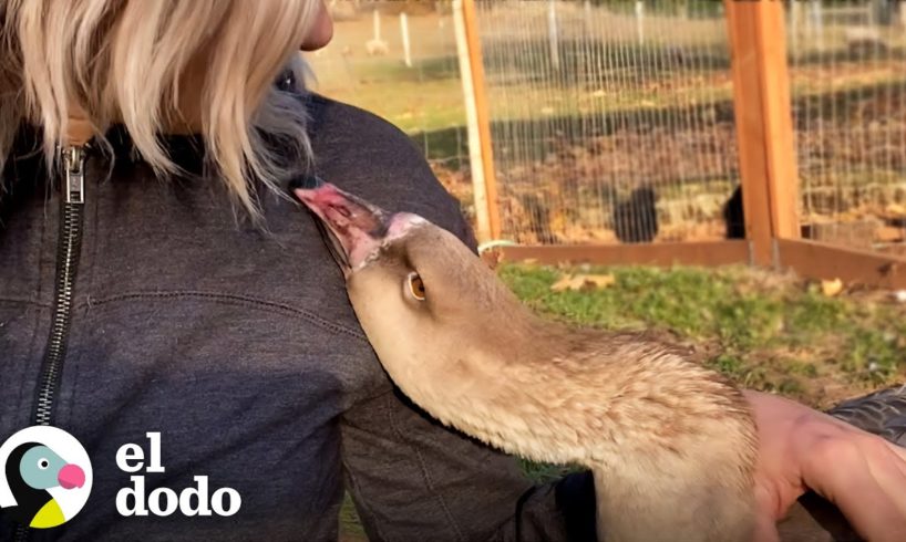 Ganso bebé encuentra a la mamá perfecta para ayudarla a pararse | Pequeño y Valiente | El Dodo