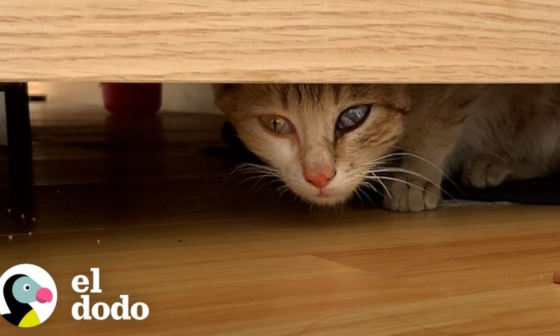 Gatito nervioso sigue a su madre a todos lados | El Dodo