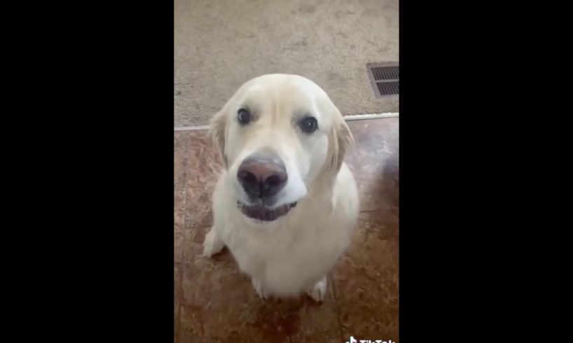 Golden Retriever apologize to his brother for stole the treat! CUTEST PUPPY EVER!1❤️??