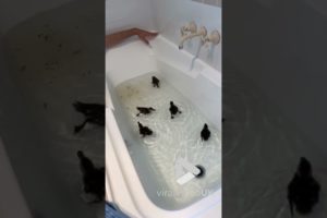 Guys rescues family of ducklings || Viral Video UK