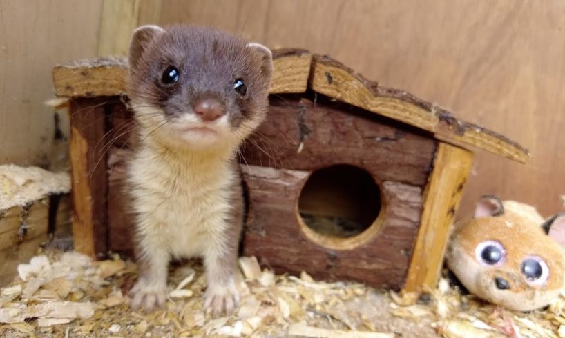 Helping Orphaned Stoat Kits Get A Wild Upbringing | Animal Rescues