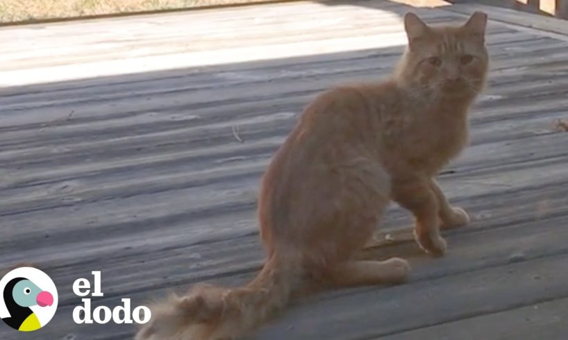 Hombre está un año intentando hacerse amigo de este gato | El Dodo