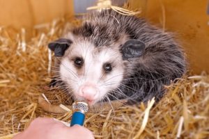 I interviewed animals with a tiny mic