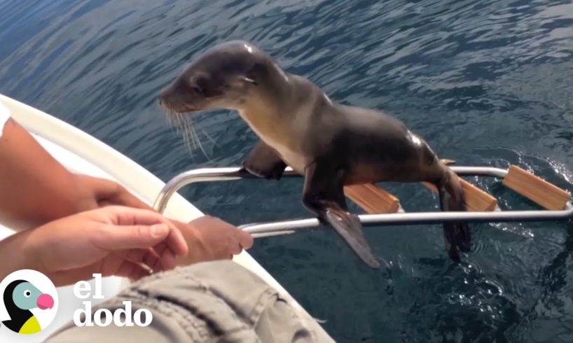 León marino herido pide ayuda a estos navegantes I El Dodo | El Dodo