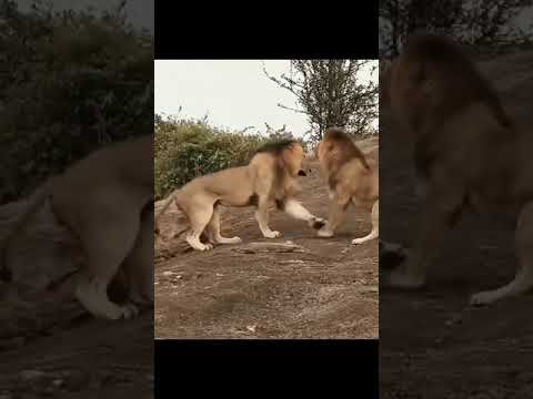 Lion Animal fighting