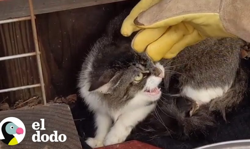 Madre gata y sus crías incorporan a un nuevo miembro a la familia | El Dodo