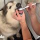 Malamutes no quieren cepillarse los dientes pero su familia logra hacerlo I El Dodo