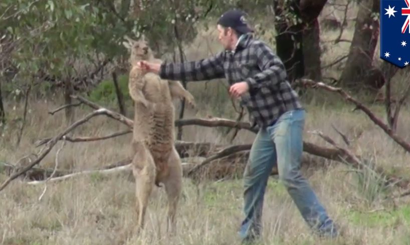 Man fights kangaroo: Aussie dude punches kangaroo in the face after it attacks his dog - TomoNews