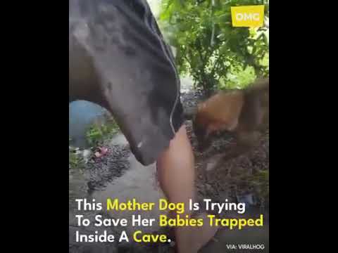 Mother dog rescues puppies Trapped in Cave Subscribe our YouTube channel for more beautiful videos