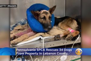 Pennsylvania SPCA Rescues 34 Dogs From 'Heartbreaking' Conditions At Lebanon County Property