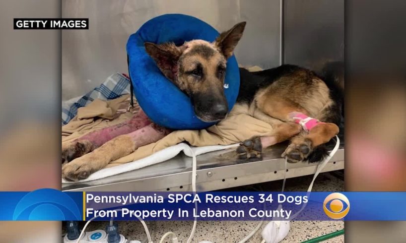 Pennsylvania SPCA Rescues 34 Dogs From 'Heartbreaking' Conditions At Lebanon County Property