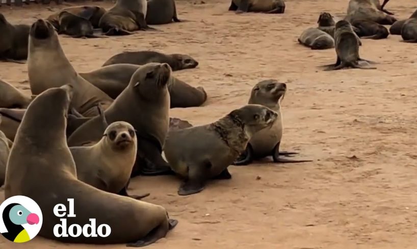 Pequeña foca es liberada de una red | El Dodo