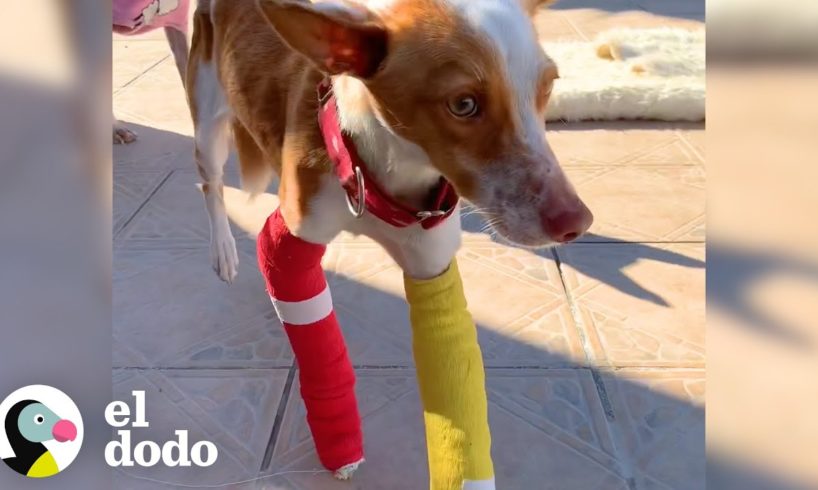 Perrita con dos patas enyesadas no puede parar de caminar | El Dodo