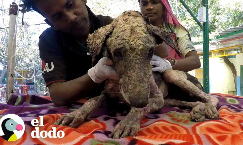 Perro encontrado en la calle tiene increíble transformación | El Dodo