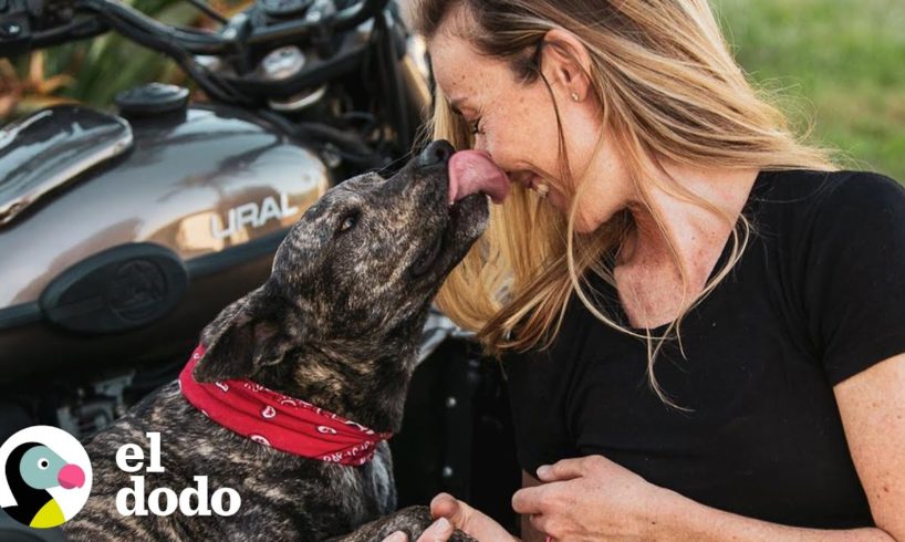 Perro sigue pasandose al patio de los vecinos | Almas Gemelas | El Dodo