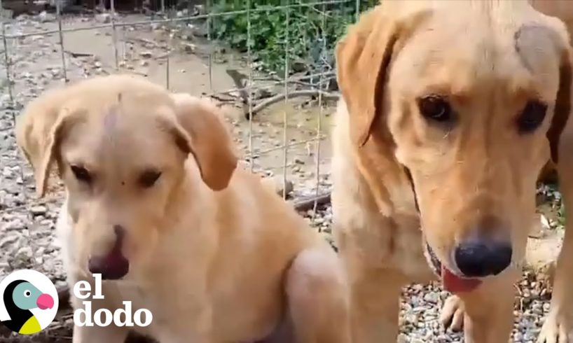 Rescatista pacientemente rescata una familia de labradores aterrados | El Dodo