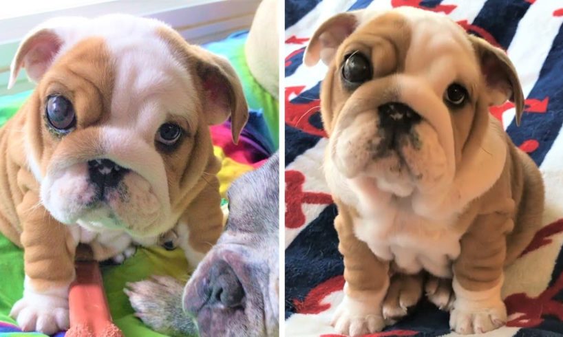 Rescue Mini Baby Bulldog Was Surrendered Because Her Eye Needs To Be Removed