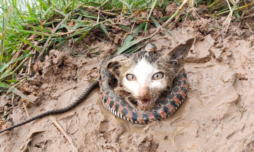 Rescue poor Kitten abandoned, buried and buried in the ground and snake ! Rescue animals poor videos