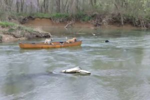 Smart dog rescues dogs in canoe!