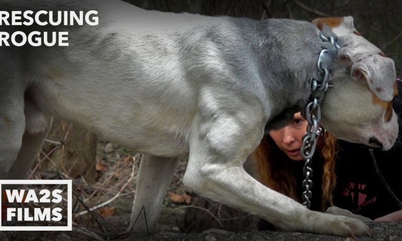 Starving Dog Chained To Bridge Happy To Be Rescued - Hope For Dogs