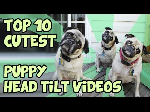 TOP 10 CUTEST PUPPY HEAD TILTS