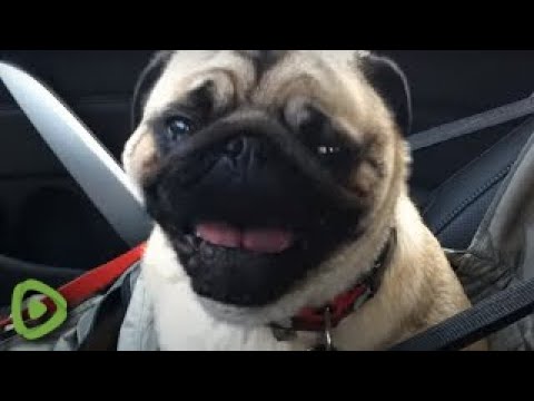 The Cutest Dogs Howling And Barking in Excitement | Dogs Barking Compilation