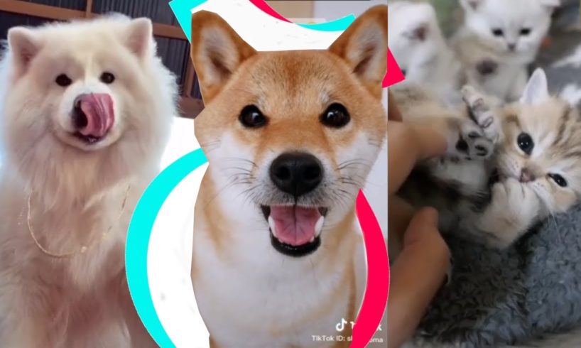 The Cutest Pets on Tiktok to Brighten up your Mood ?❤️