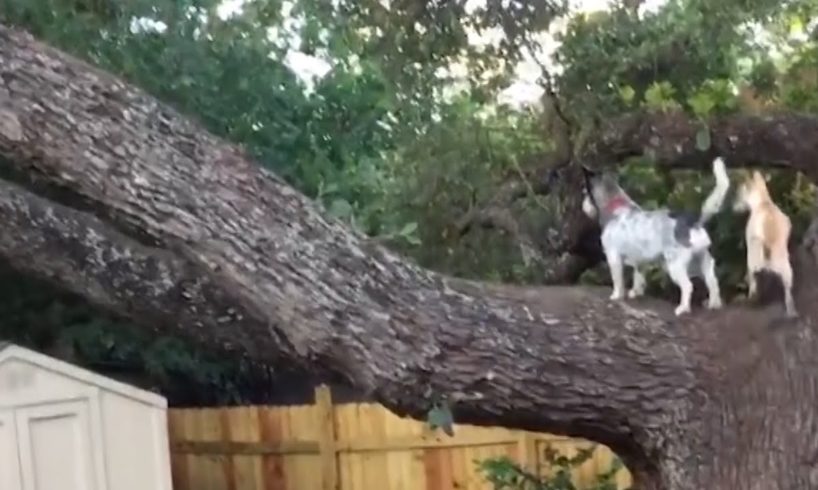 The dog climbs the tree ❤ So Cutest Puppies ? #shorts