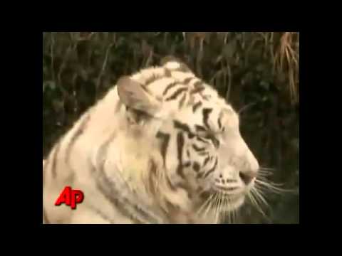 Tiger Vs Lion Best animals fights  with wild 2016 animals lion