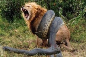 Top Most Epic Animal Battles