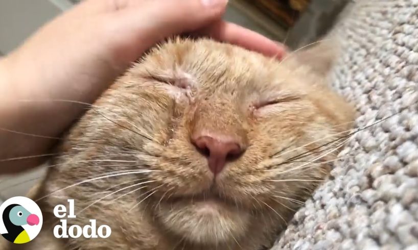 Triste gato de un refugio ronronea por primera vez luego de ser adoptado | El Dodo