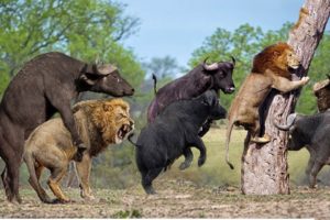 Unbelievable Scene! Wild animal fighting caught on camera l Lion vs Buffalo, Elephant, Crocodile...