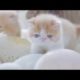 Very Cutest Baby Cats Coming Out Of From Eggs: Kittens - ♥ Cat Lovers