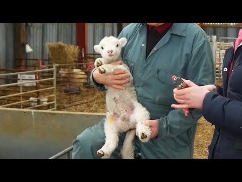 We Made Animals Helpless On Purpose