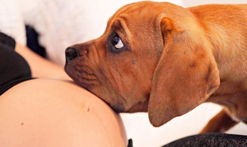 When Your Dogs Know You're Pregnant | Cutest Reactions