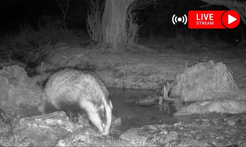 Wildlife in the Forest - Live Camera with sound || fox, badger, marten, deer and birds