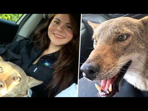 Woman Rescues ‘Injured Dog’ That Was Hit By A Car, Finds Out It’s A Wild Coyote