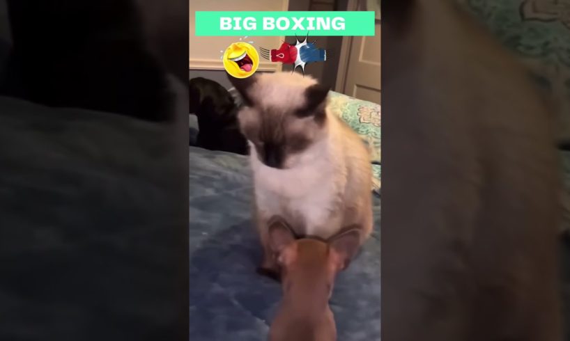 #shorts Cat and Dog Boxing , funnies animal fighting. Laughing Harder ?#boxing #wonderfunpetstudio