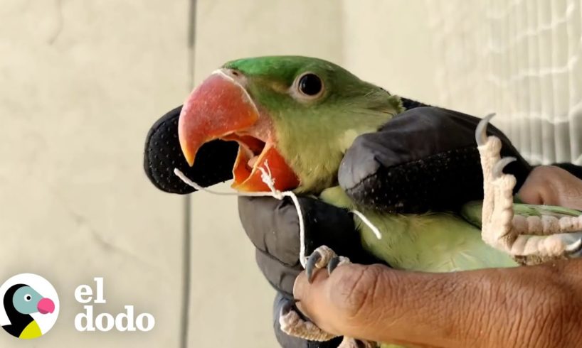 ¡Hermoso loro se atora en una red! | El Dodo