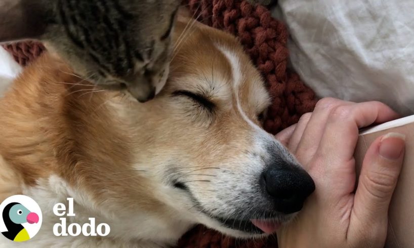 ¿Cuál es el mejor amigo de un corgi? 3 gatos | El Dodo