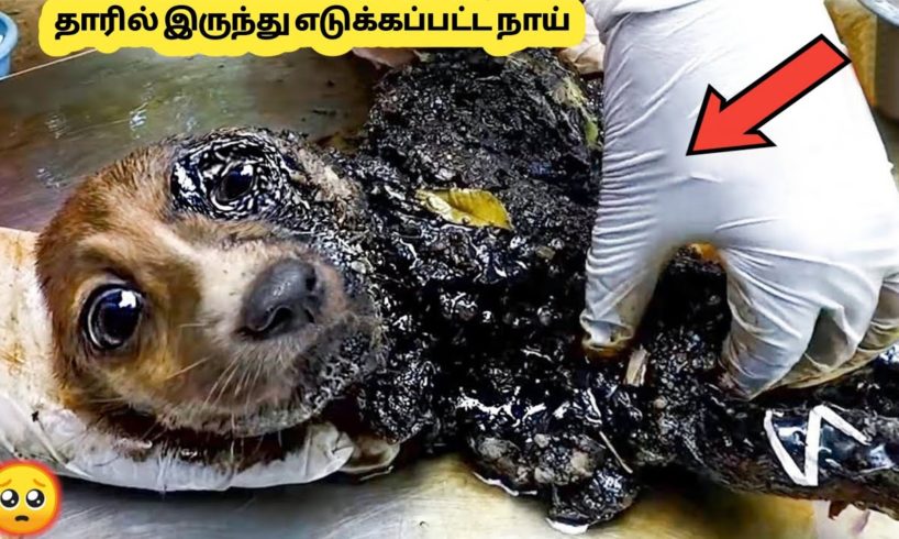 கல் நெஞ்சை கரைக்கும் சம்பவங்கள் | Most Inspiring Animal Rescues Which will Melt Your Heart