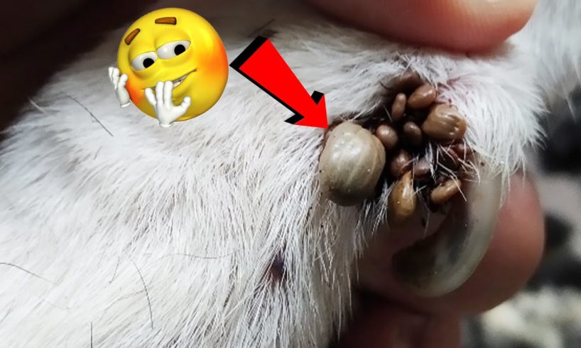 How To Removal Ticks Flea On Poor Dog - Ticks Flea #5