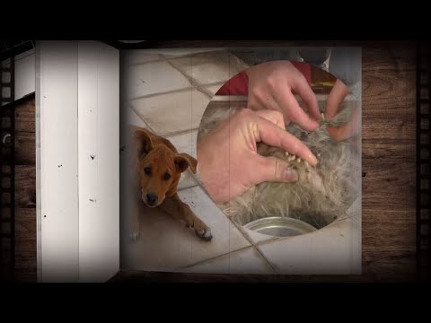 How to clean stray dog from  a lot of mangoworms attacked! Animal rescue video #286